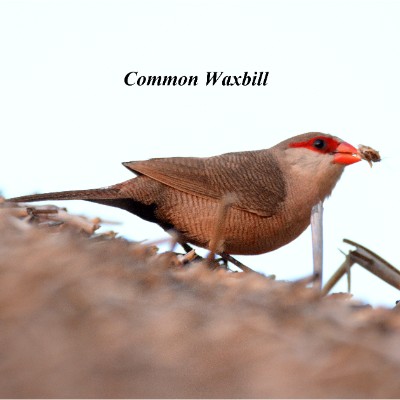 Common Waxbill